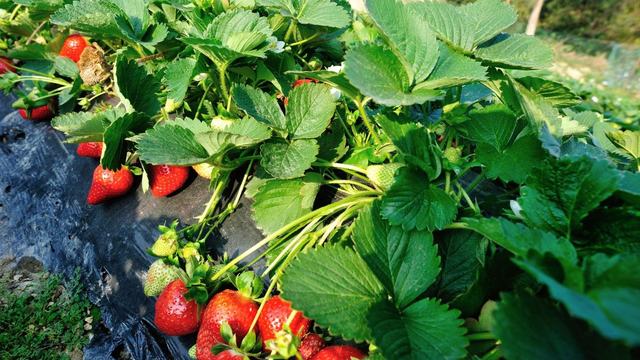 picture of strawberries on bedrow covered in black plastic