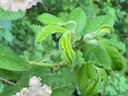 A Multiflora rose plant with clusters of small white flowers featuring yellow centers. A green inchworm is arched along a leaf, and a spider is resting on one of the white petals. Multiflora rose is an invasive species in North Carolina.