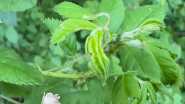 A Multiflora rose plant with clusters of small white flowers featuring yellow centers. A green inchworm is arched along a leaf, and a spider is resting on one of the white petals. Multiflora rose is an invasive species in North Carolina.