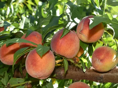 Peaches hanging from a peach tree.