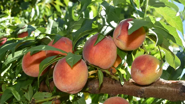 Peaches hanging from a peach tree.