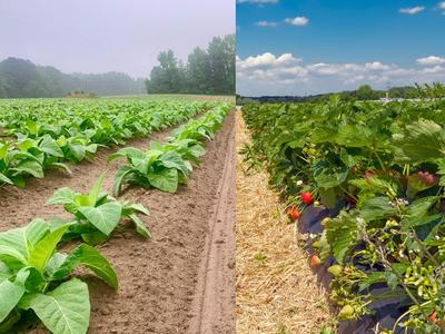 Strawberry row in field on left and tobacco row in field on the right