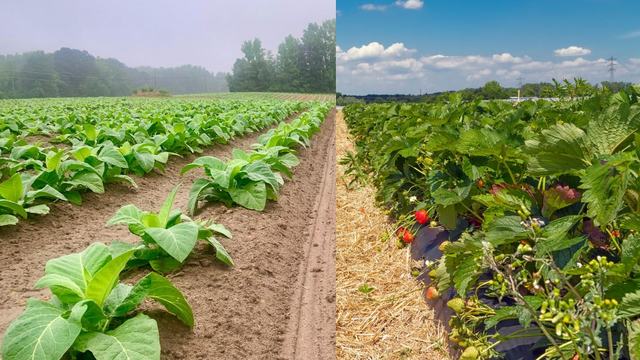 Strawberry row in field on left and tobacco row in field on the right