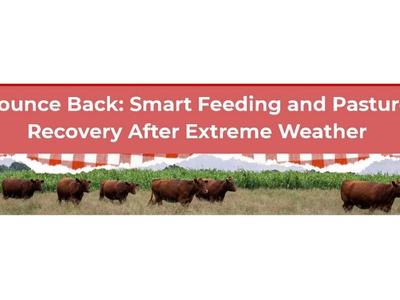 Banner titled "Bounce Back: Smart Feeding and Pasture Recovery After Extreme Weather" set against a red header, featuring a photo below of brown cattle grazing in a grassy field.