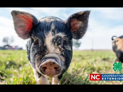 wnc market hog