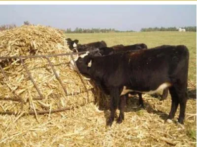 Cows