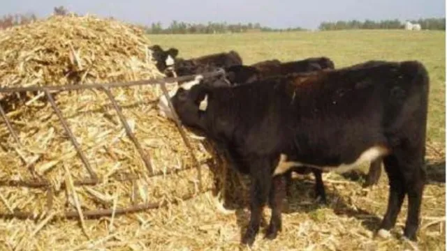 Cows