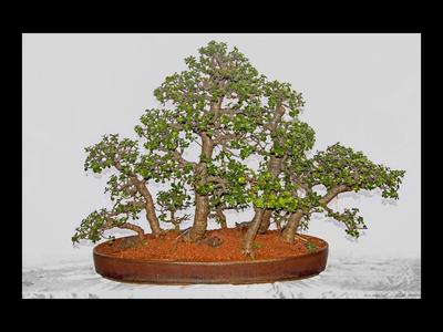 Bonsai tree