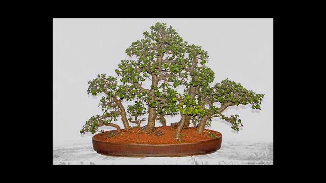 Bonsai tree