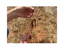 A picture of a plant that is dying from drought