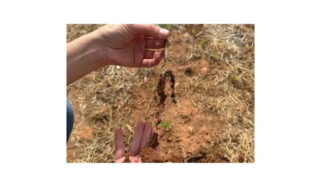 A picture of a plant that is dying from drought