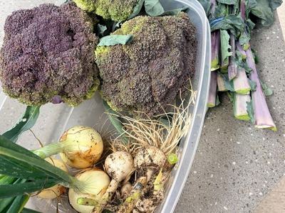 garlic onions and broccoli harvested from the garden