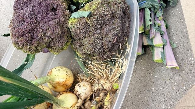 garlic onions and broccoli harvested from the garden
