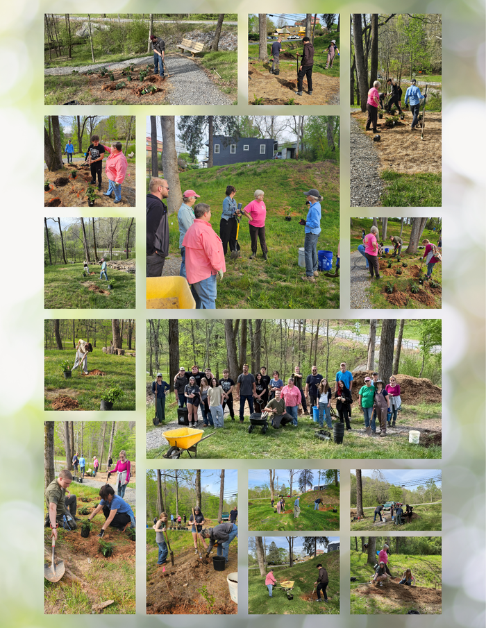 Collage of photos from mayors park planting day