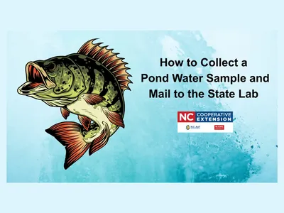 Pond Sample Title image