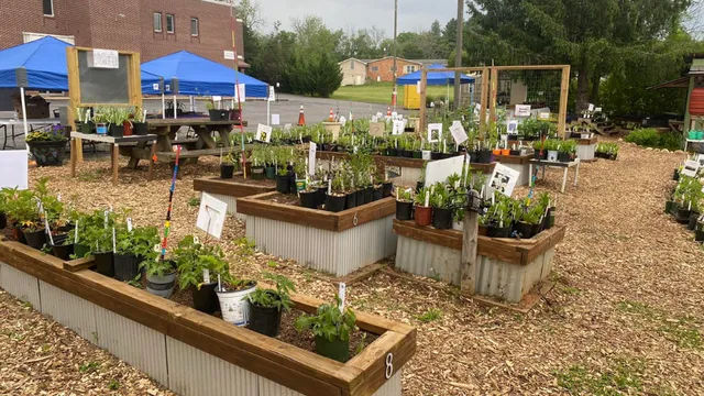 Demonstration garden with several raised beds filled with potted vegetable and flower plants arranged for sale or display. Blue canopy tents and tables sit nearby, and the garden area is covered with wood chips with signs labeling the plants.