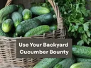 Use Your Backyard Cucumber Bounty: a basket of cucumbers