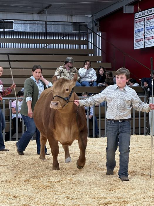 4-Her Vann Mize walks his steer in the ring during the market class during the Coastal Plains livestock show and sale