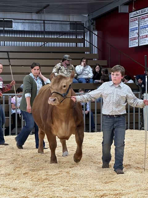 4-Her Vann walks his steer in the ring during the market class during the Coastal Plains livestock show and sale