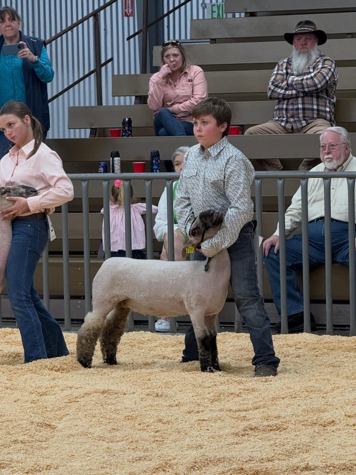 4-Her Vann Mize setting-up his sheep in the show ring of the 4-H Livestock show and sale