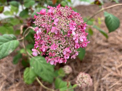 Vibrant pink flowers of Invincibelle Spirit II Hydrangea emerge.
