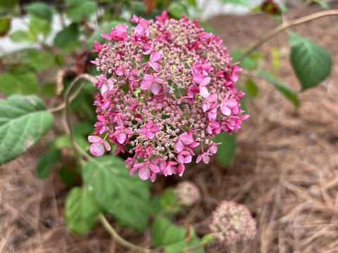 Vibrant pink flowers of Invincibelle Spirit II Hydrangea emerge.