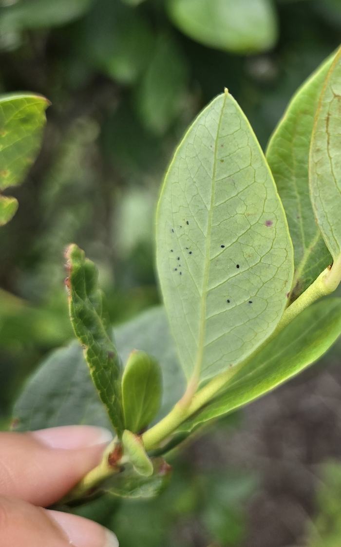 blueberry shoot with a leaf hosting a few bearberry whitefly immatures
