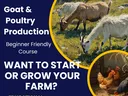Goat and Poultry Production Flyer