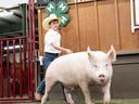 A boy walking his hog into the show ring at the Johnston County Youth Livestock Show and Sale