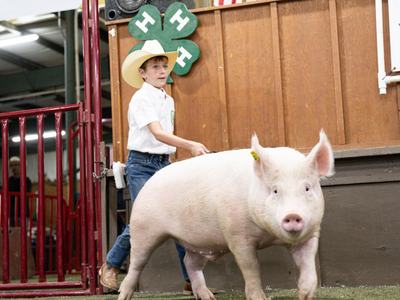 A boy walking his hog into the show ring at the Johnston County Youth Livestock Show and Sale