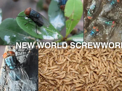 different stages of Screwworms