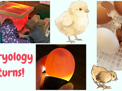 images from school enrichment and digital artwork chicks on a blue background.