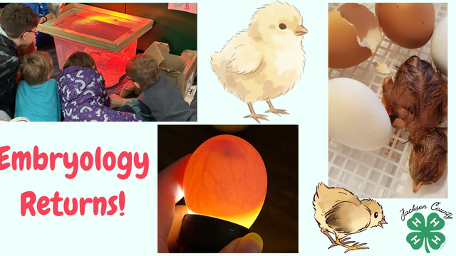 images from school enrichment and digital artwork chicks on a blue background.