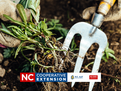 Hands using a forked tool to pull weeds from lawn.