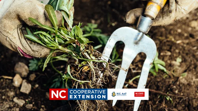 Hands using a forked tool to pull weeds from lawn.