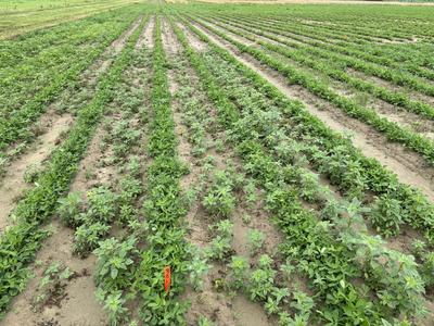 This shows a non-treated control plot in a peanut trial designed to compare herbicide programs.