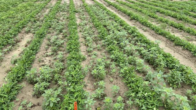 This shows a non-treated control plot in a peanut trial designed to compare herbicide programs.