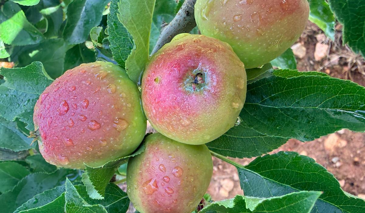 Apple Disease Update: Week of May 31, 2026 - Southern Appalachian ...