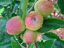 Dew on apples in the morning