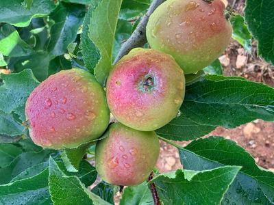 Dew on apples in the morning