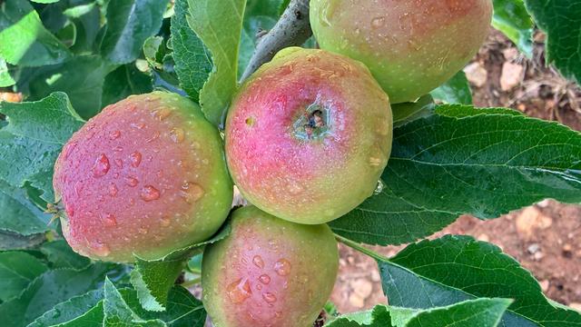 Dew on apples in the morning