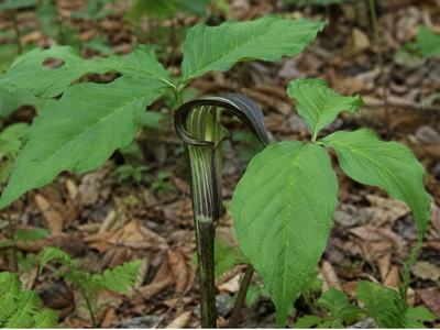 Jack-in-the-pulpit plant growing in the forest with dead leaves covering the ground