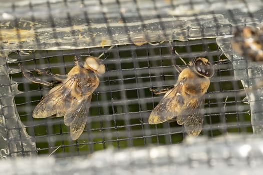 Honey bee mutant drone
