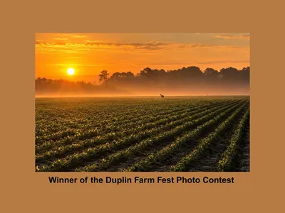 Picture a row crops on the back drop of sunset with a deer standing close to the center back of picture