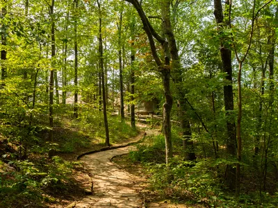 Woodland trail