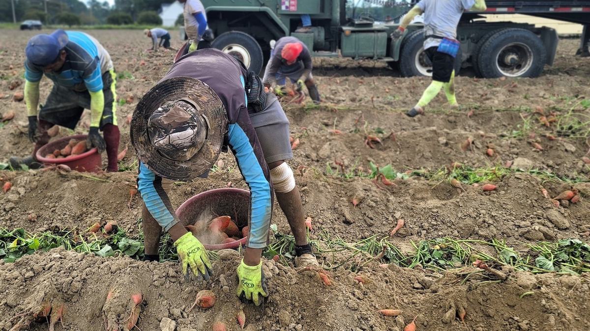 Workers harvest a sweetpotato field in rural North Carolina.