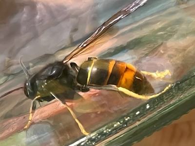 Yellow-legged hornet
