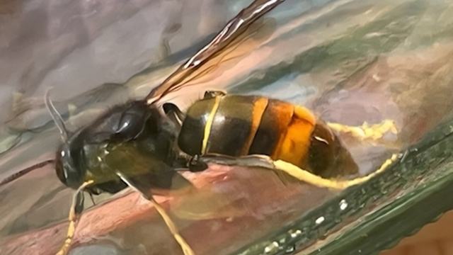 Yellow-legged hornet