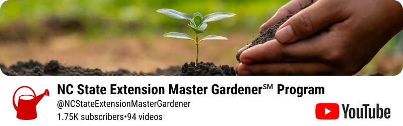 Hands gently scoop soil around a young plant on the banner for the NC State Extension Master Gardener YouTube Channel.