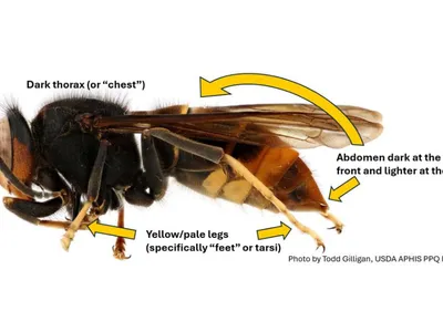 Image showing the different parts of a yellow-legged hornet. Text on the image with arrows point to the "Yellow/pale legs (specifically "feet" or tarsi)", "Abdomen dark at the front and lighter at the tip", and "Dark thorax (or "chest")".